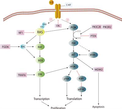 Pathogenesis of central nervous system germ cell tumors